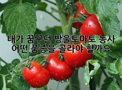 내가 꿈꾸던 방울토마토 농사, 어떤 품종을 골라야 할까요?🍅