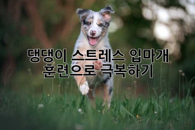 댕댕이 스트레스, 입마개 훈련으로 극복하기!