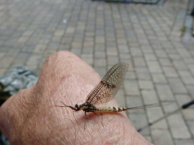 익상편군날개001.jpg